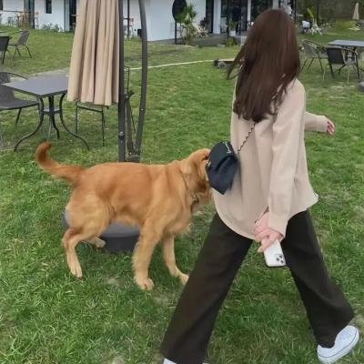 阿黛拉的非凡冒险